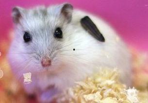 仓鼠可以吃籽瓜么吗视频,籽瓜，是美味还是禁忌？