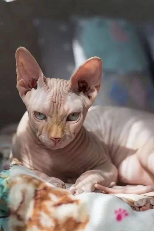 无毛猫吃哈密瓜视频,萌宠美食瞬间