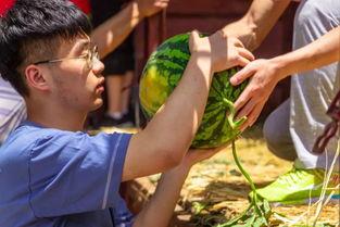 双象吃瓜的视频,揭秘动物界的“美食盛宴”
