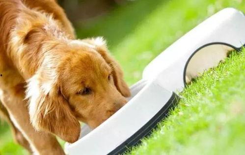 狗狗吃小乳瓜好吗视频大全,营养与安全指南