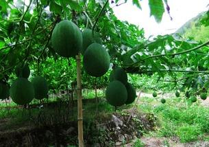 吊瓜树果怎样吃最好吃视频,视频教你如何吃出最佳口感