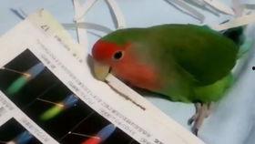 鹦鹉可以吃蜜瓜么视频,一场甜蜜的美食冒险